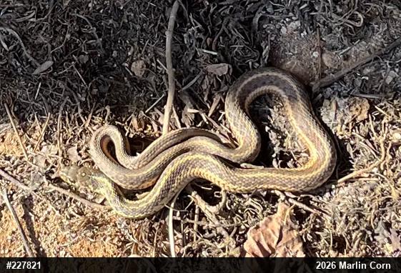 Eastern Gartersnake