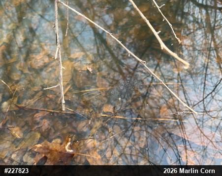 Spotted Salamander