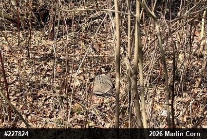 Wood Turtle