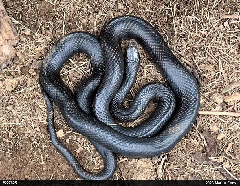 Eastern Ratsnake