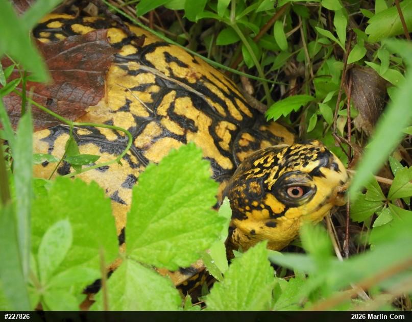 Eastern Box Turtle