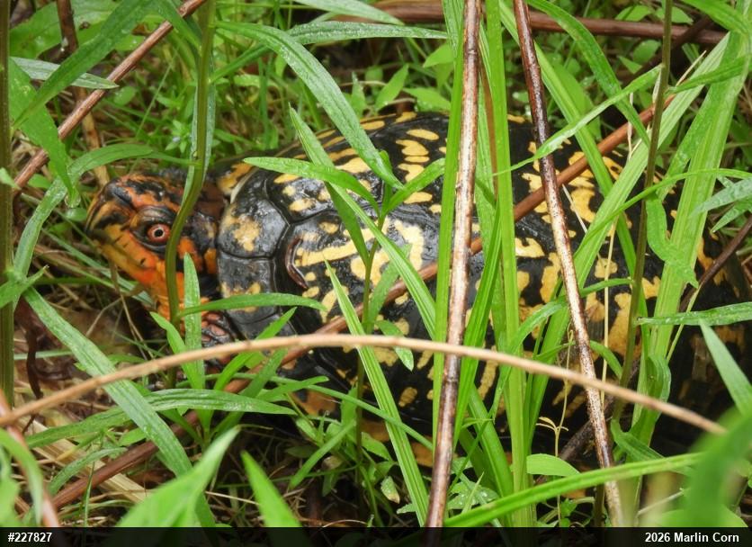 Eastern Box Turtle