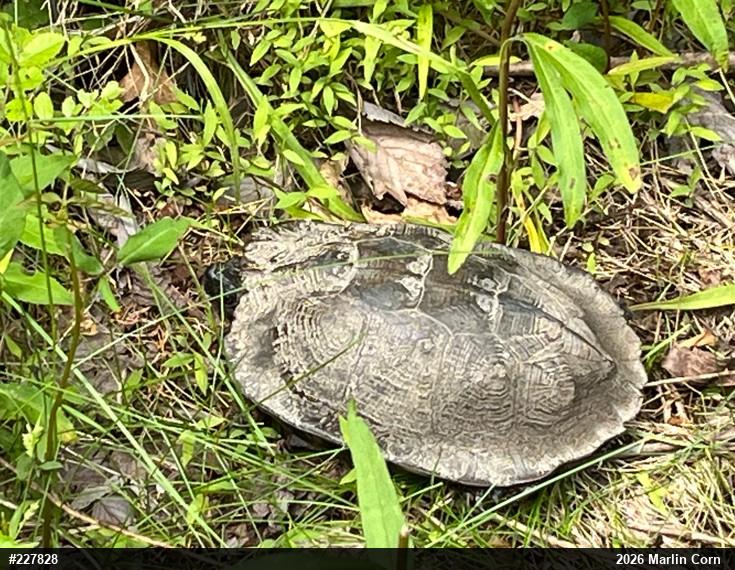 Wood Turtle
