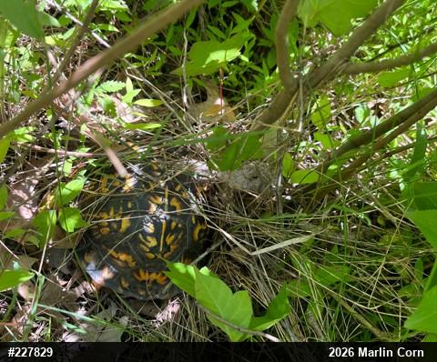 Eastern Box Turtle