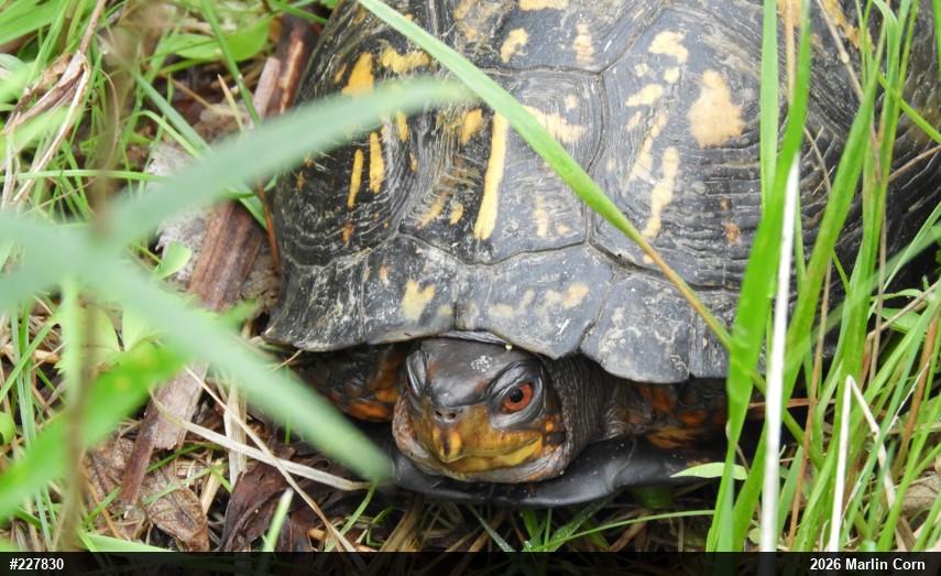 Eastern Box Turtle