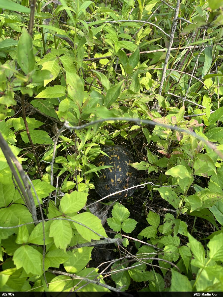 Eastern Box Turtle