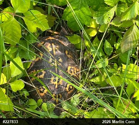 Eastern Box Turtle
