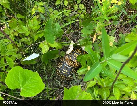 Eastern Box Turtle