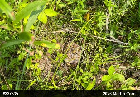 Eastern Box Turtle
