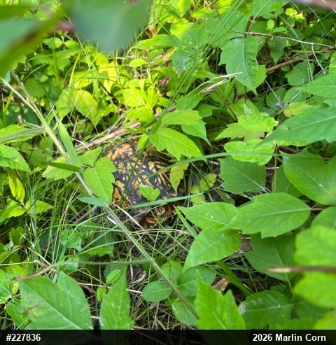 Eastern Box Turtle
