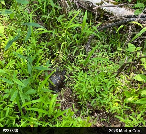 Eastern Box Turtle