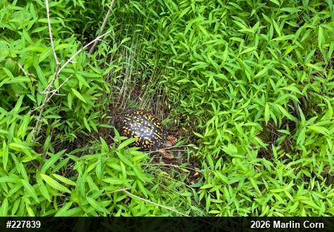Eastern Box Turtle