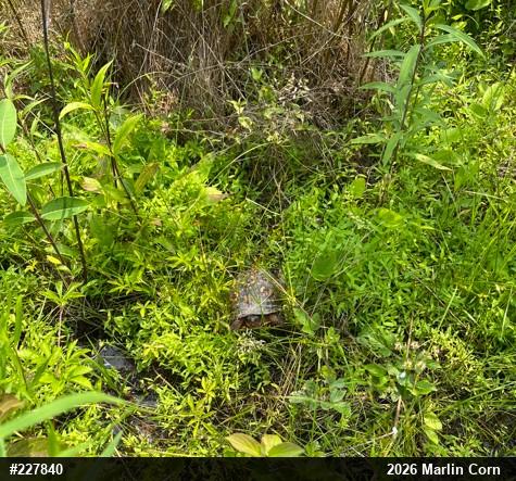 Eastern Box Turtle