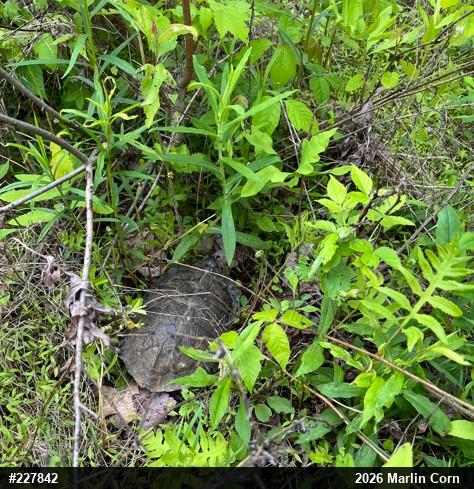 Wood Turtle