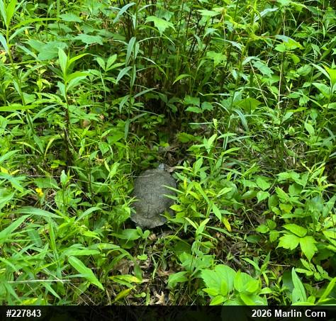 Wood Turtle
