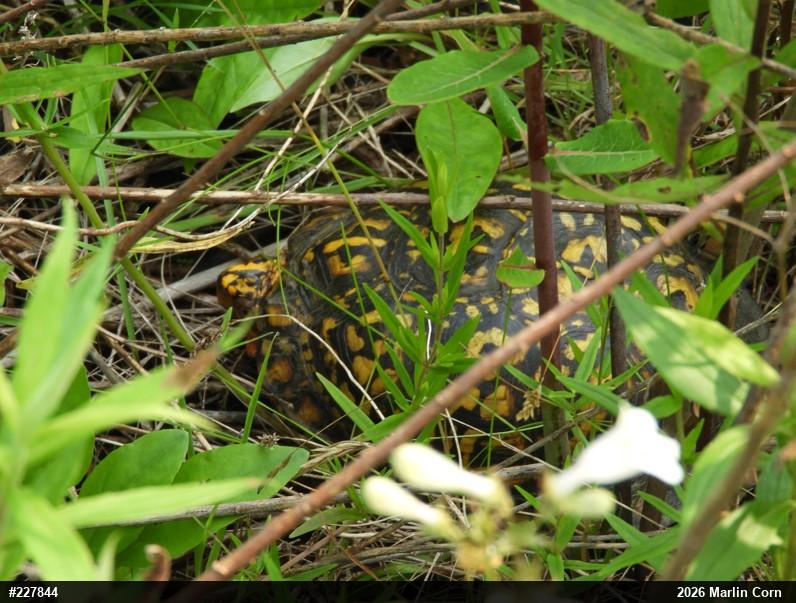 Eastern Box Turtle