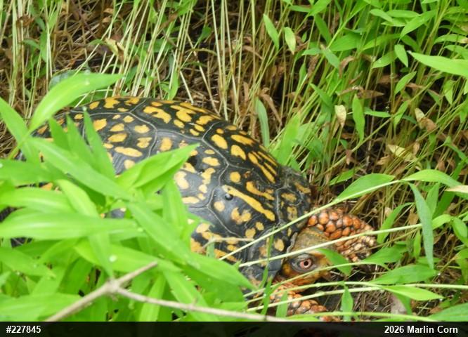 Eastern Box Turtle