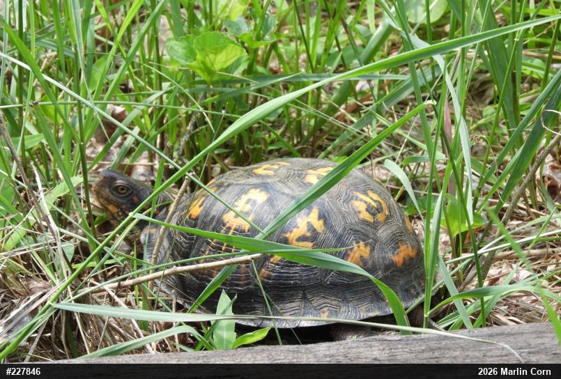 Eastern Box Turtle