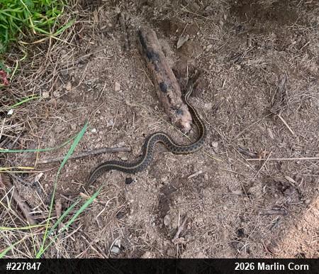 Eastern Gartersnake