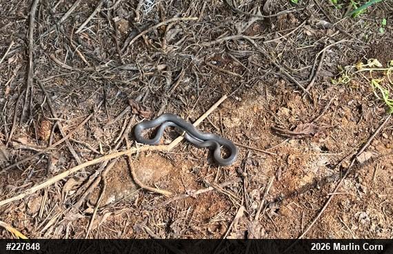 Northern Ring-necked Snake