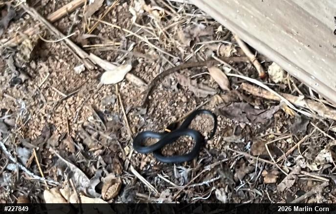 Northern Ring-necked Snake