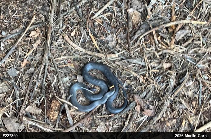 Northern Ring-necked Snake