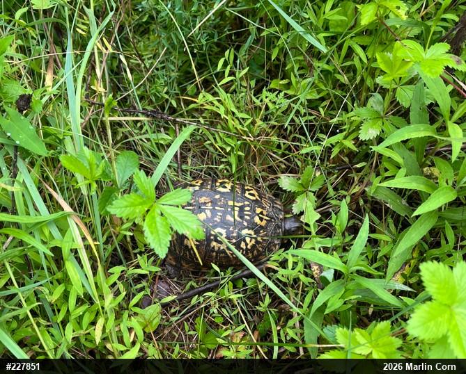 Eastern Box Turtle