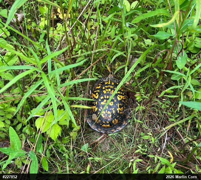 Eastern Box Turtle