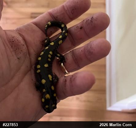 Spotted Salamander