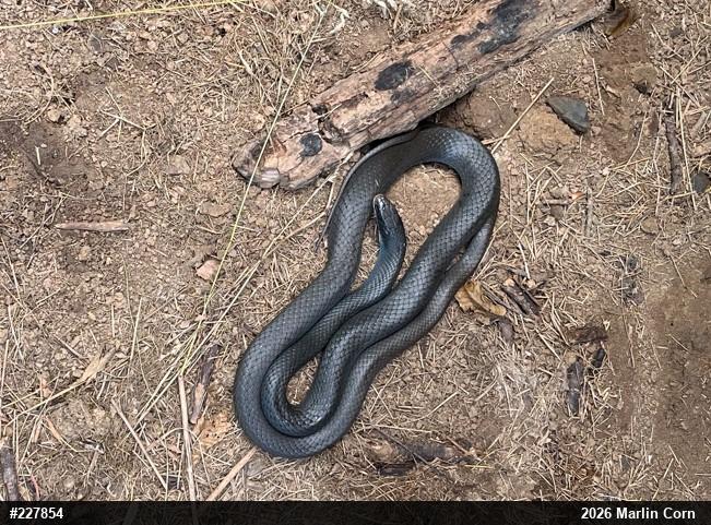 Northern Black Racer