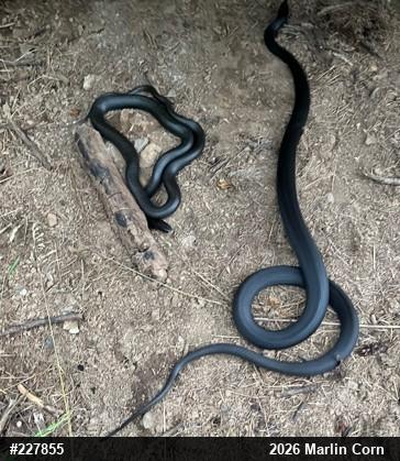 Northern Black Racer
