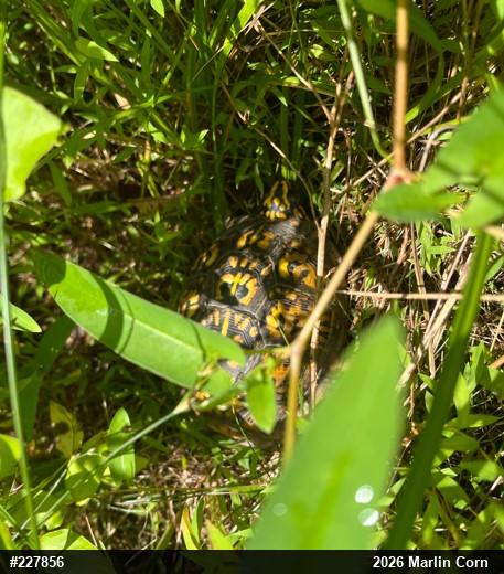 Eastern Box Turtle