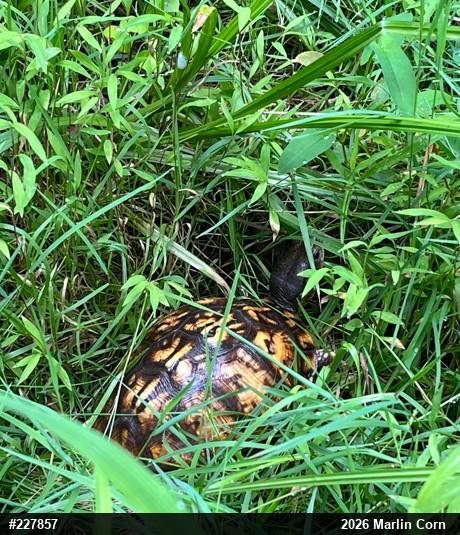 Eastern Box Turtle