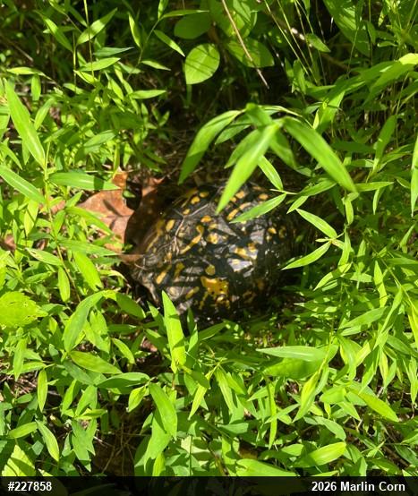 Eastern Box Turtle