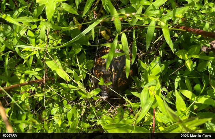 Eastern Box Turtle