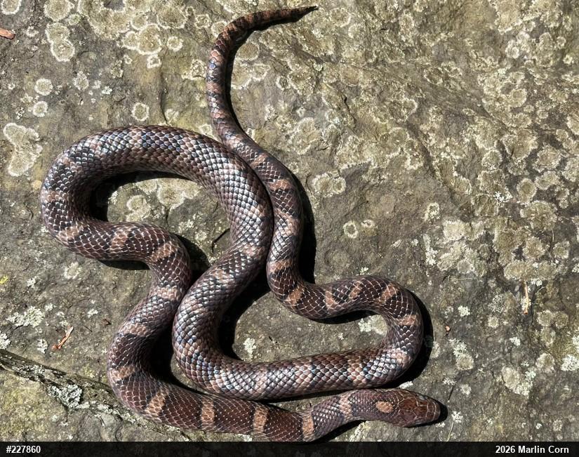 Eastern Milksnake