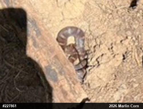 Eastern Milksnake