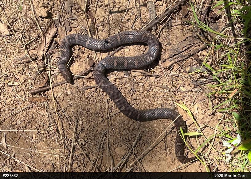Eastern Milksnake