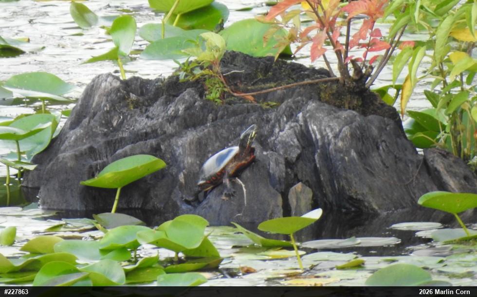 Painted Turtle