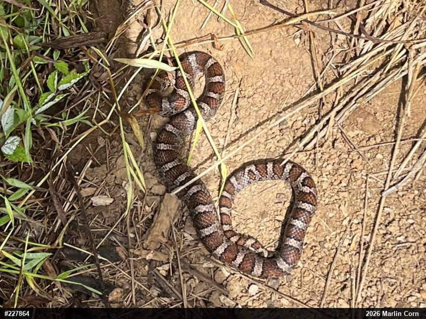 Eastern Milksnake