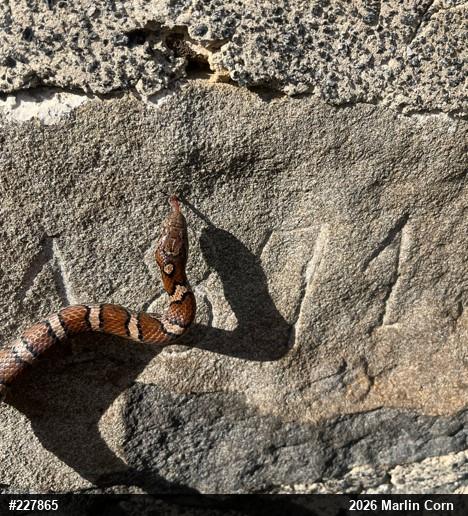 Eastern Milksnake