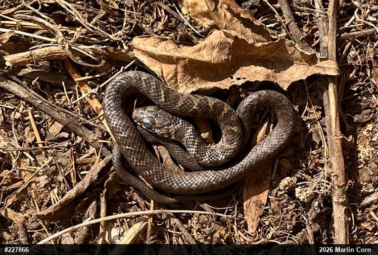 Northern Black Racer