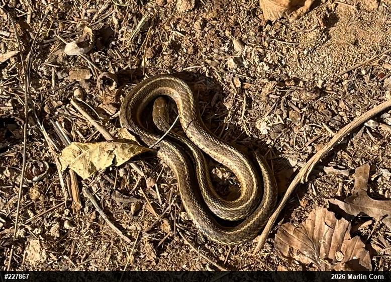 Eastern Gartersnake
