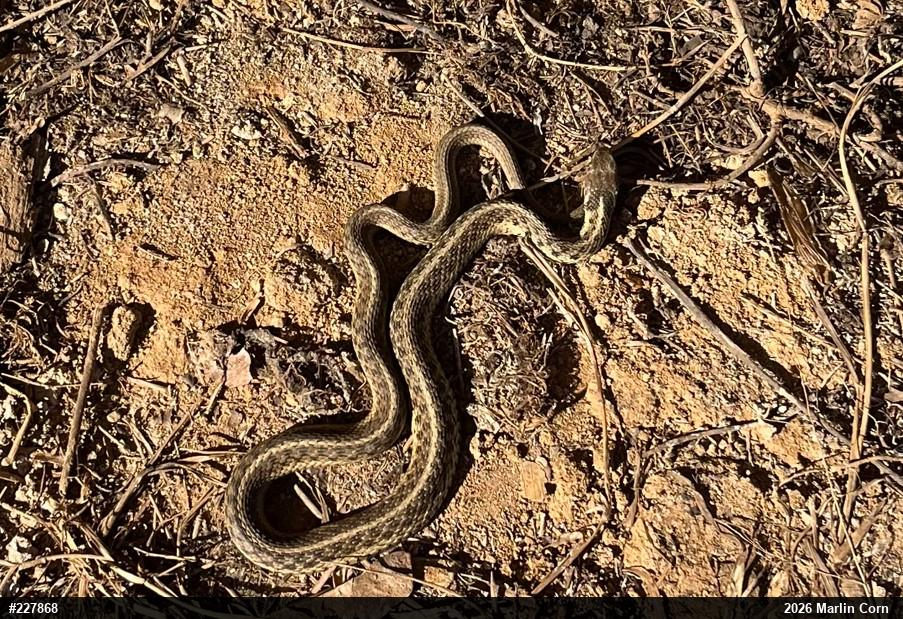 Eastern Gartersnake