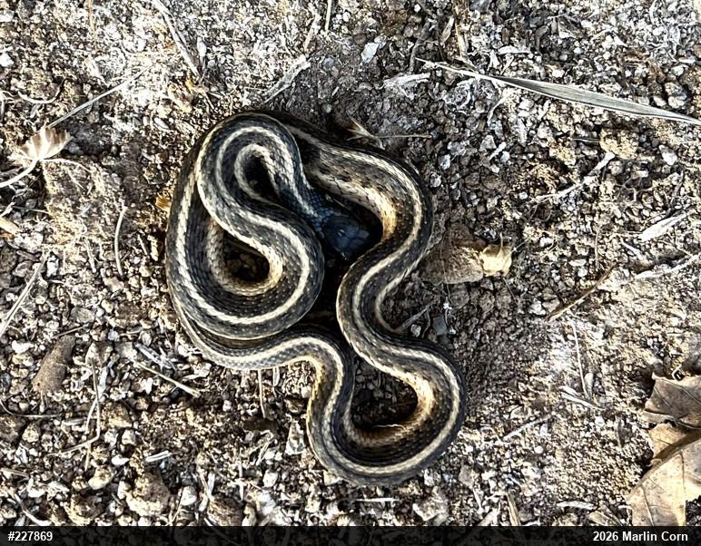 Eastern Gartersnake