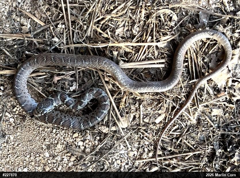 Northern Black Racer