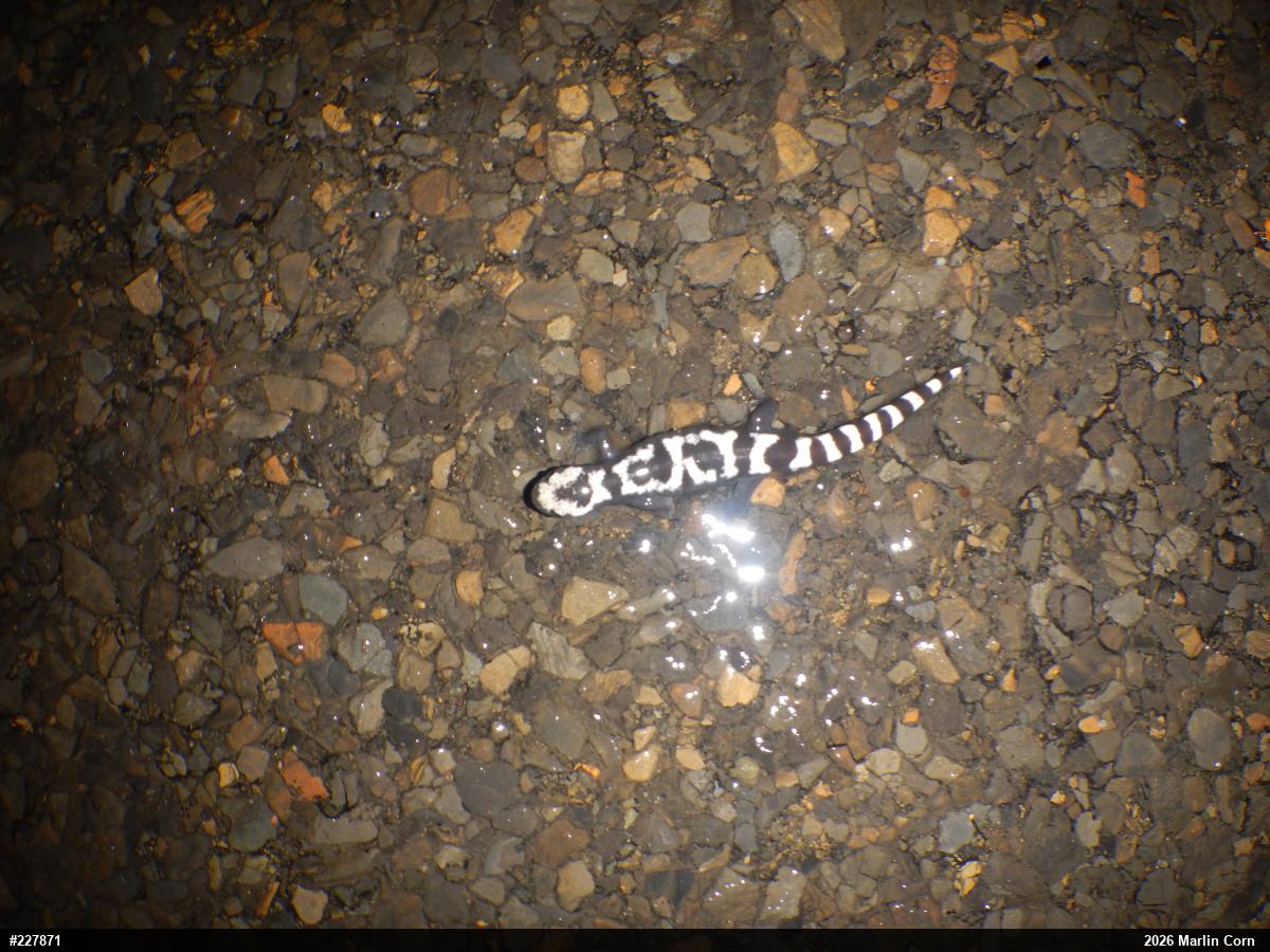Marbled Salamander