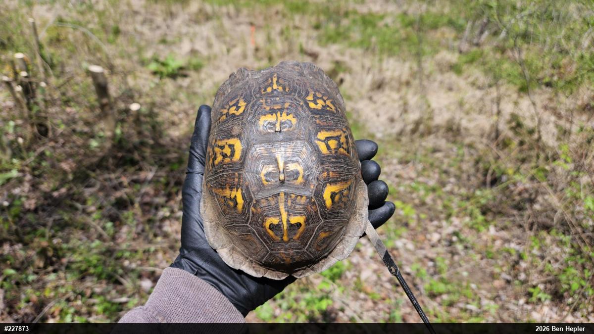 Eastern Box Turtle