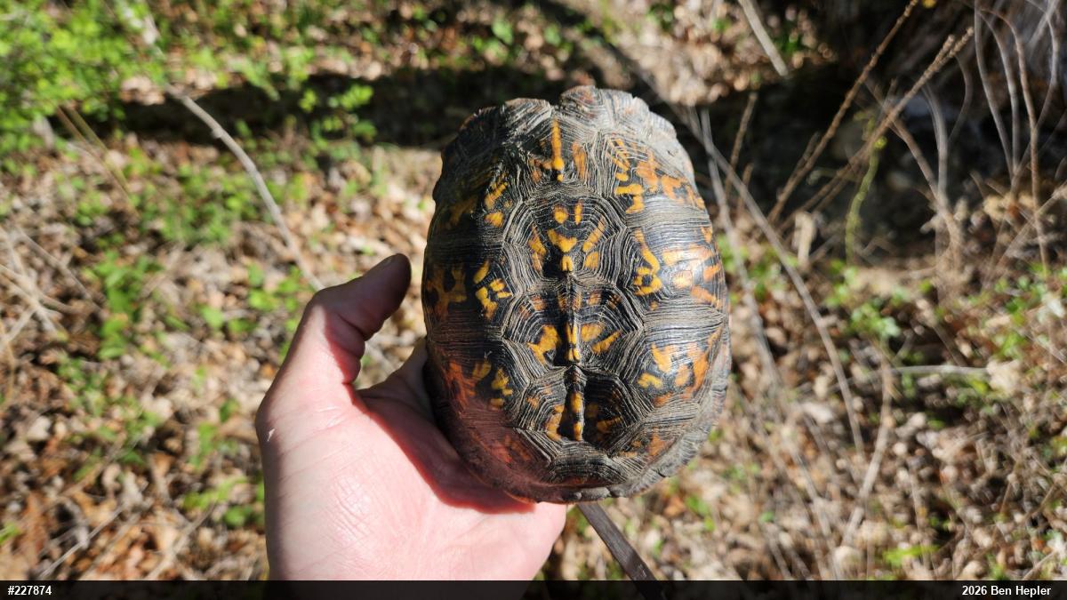 Eastern Box Turtle