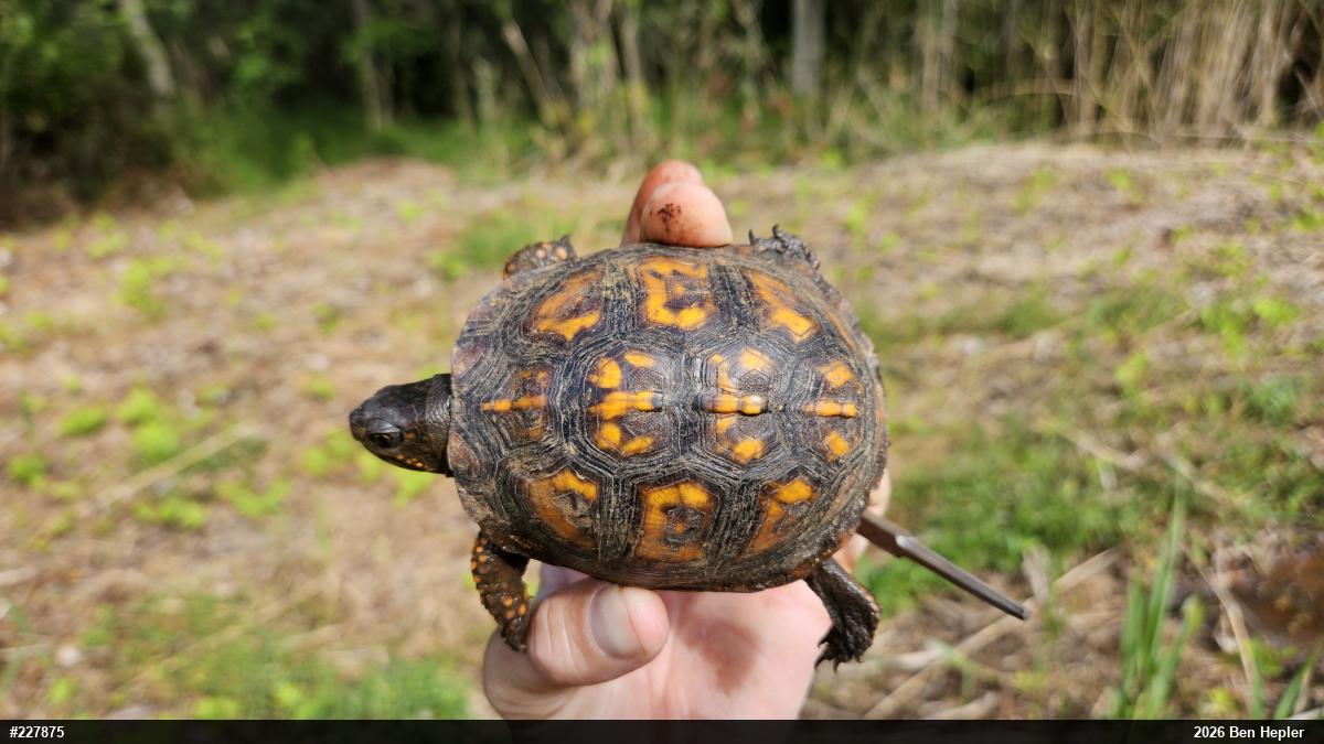 Eastern Box Turtle